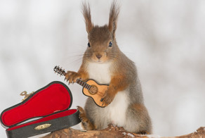 Белки-музыканты на заднем дворике дома Герта Веггена