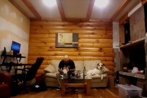 Не смотри, как я ем! Собака подглядывает, как хозяин лакомится бутербродом