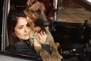 Сосед Сальмы Хайек застрелил ее собаку