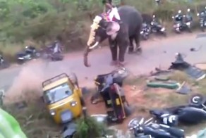 Во время индийского фестиваля разгневанный слон растоптал транспортные средства