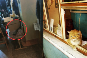 Ты не пройдёшь мимо вахтёрши! 