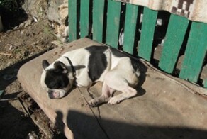  История одного бульдога