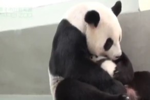  Мама-панда впервые увидела своего крохотного малыша