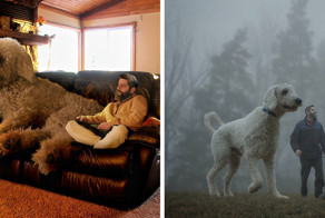 Мастер «фотошопа» превратил своего пса в гиганта