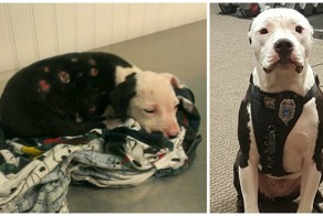 Спасенный от огня щенок становится пожарным