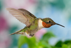 Ручная птичка Колибри