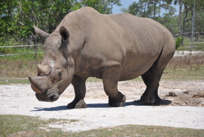 Сафари Парк во Флориде