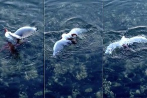 Осьминог поймал и съел севшую на поверхность воды чайку