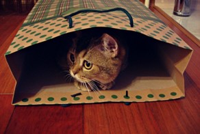 Коты, открывшие для себя «мир пакетов»