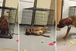Этот пёс слишком умный, чтобы сидеть в клетке