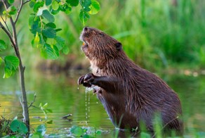 Интересные сведения об обыкновенном бобре