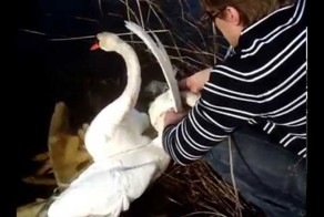 Прохожие спасли двух влюбленных лебедей, запутавшихся в собственных шеях и крыльях