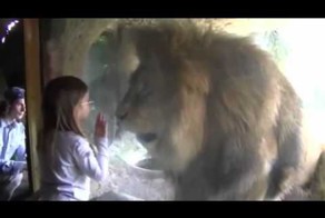 Лев "атаковал" маленькую девочку, которая разозлила его своими воздушные поцелуями