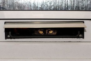 Свирепый хищник мешает почтальону выполнять свою работу