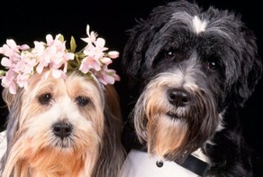 Как собак пол-Индии женило. Хозяин невесты не мог сдержать слёз!