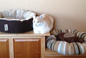 55 кошек, пользующихся подарками, которые для них так тщательно выбирали хозяева 