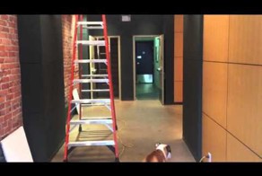 Умный бульдог нашёл способ справиться со своими иррациональными страхами