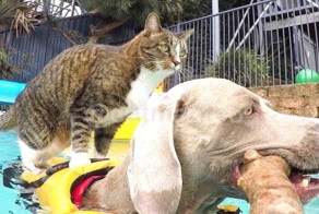 Что этот кот себе позволяет! Четырехлапый находчивый серфер покоряет бассейн на собаке