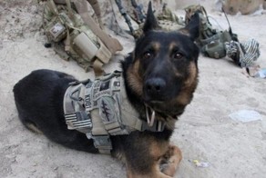 11-летняя девочка отдала сбережения на бронежилеты для собак