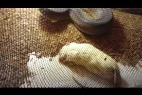 Что происходит, когда змея видит муху в своей клетке