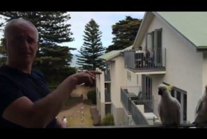 Попугаи выстроились в очередь за едой 