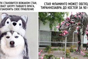 45 невероятных фактов о животных, которые расскажут вам всю правду