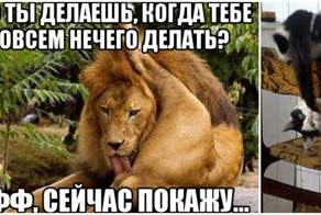 Когда животным нечем заняться, они занимаются этим!