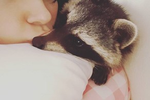    История о том, как маленький енот перевернул жизнь девушки!