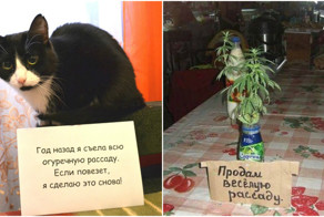 Всеобщее помешательство: а на твой подоконник тоже вторглась рассада?