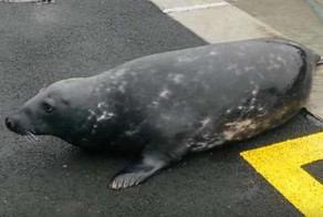 Голодный тюлень три раза в день посещает кафе, чтобы вкусно поесть