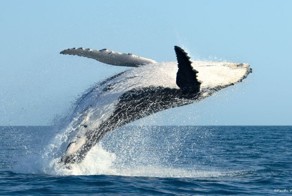 Величие и красота самых разумных и духовных существ на нашей планете 