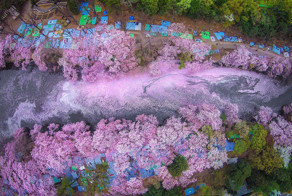 16 волшебных фотографий весеннего цветения в Японии от National Geografic