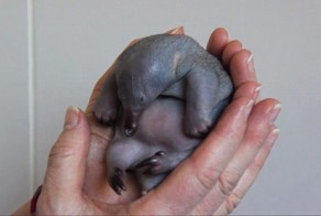 Крошечный и лысый: попробуйте угадать, что это за очаровательный малыш  