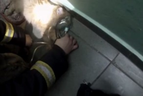 «Давай, давай, малыш! Дыши!» Российские пожарные спасли кота от отравления угарным газом