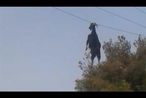 Cпасение козы, повисшей рогами на проводах