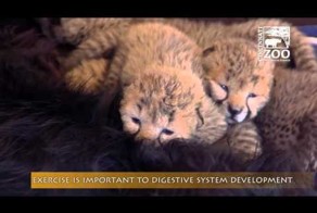 Австралийская овчарка усыновила пять осиротевших детенышей гепарда