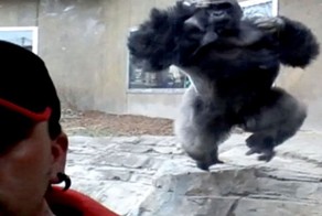 Вот что случится, если сделать селфи с гориллой, но не предупредить ее об этом