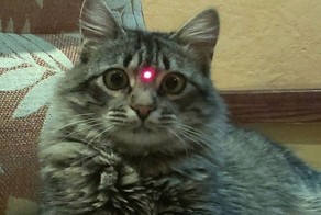 Как разные животные реагируют на луч лазерной указки