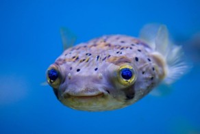 Смертоносная рыба фугу тоже любит ласку!