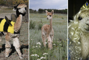 Альпака родилась намного раньше срока, но выжила и выросла настоящей модницей