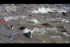 Нерест нерки.