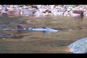 Нерест сёмги