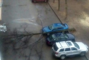 Культурное дерево в Санкт-Петербурге