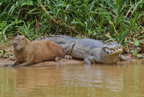 18 фотографий очень дружелюбных капибар 
