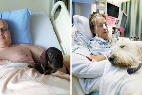 В канадской больнице питомцам разрешают навещать больных хозяев