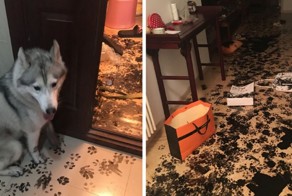 Если дать собаке заскучать