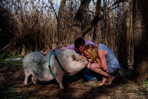 Хряк Зигги, который удачно вписался в помолвочную фотосессию своих хозяев