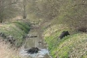 Семья кабанчиков преодолевает ров в лесу