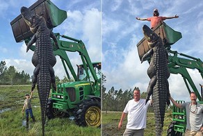 Охотники убили 363-килограммового аллигатора, который пожирал коров с фермы