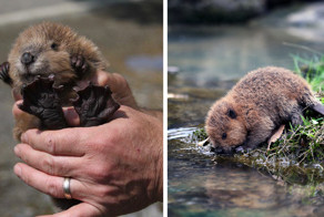 40 фотографий очаровательных бобрят в честь их международного праздника